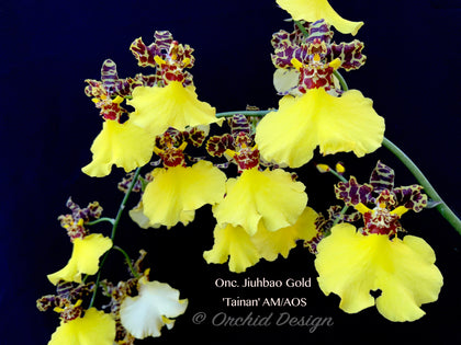 Oncidium
