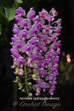 Aerides quinquevulnera – Fragrant