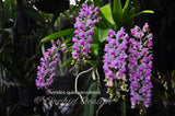 Aerides quinquevulnera – Fragrant
