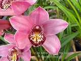 Cym. Barrita Sanguine ‘Pink Joy’