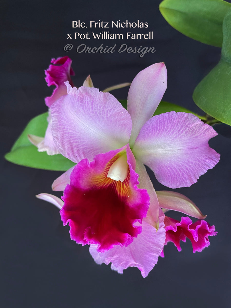 Blc.FritzNicholasxPot.