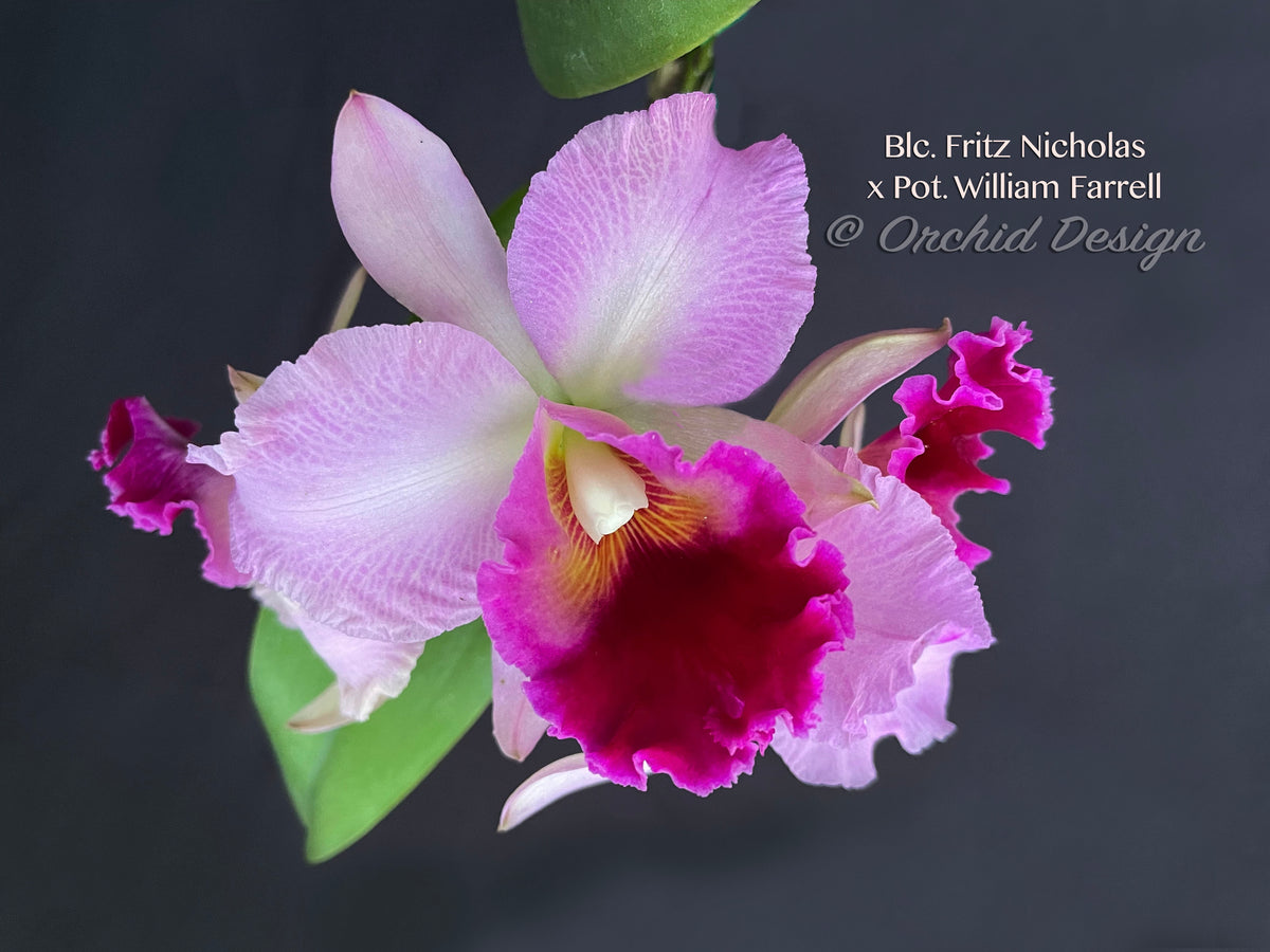 Cattleya Blc. Fritz Nicholas x Pot. William Farrell – FRAGRANT