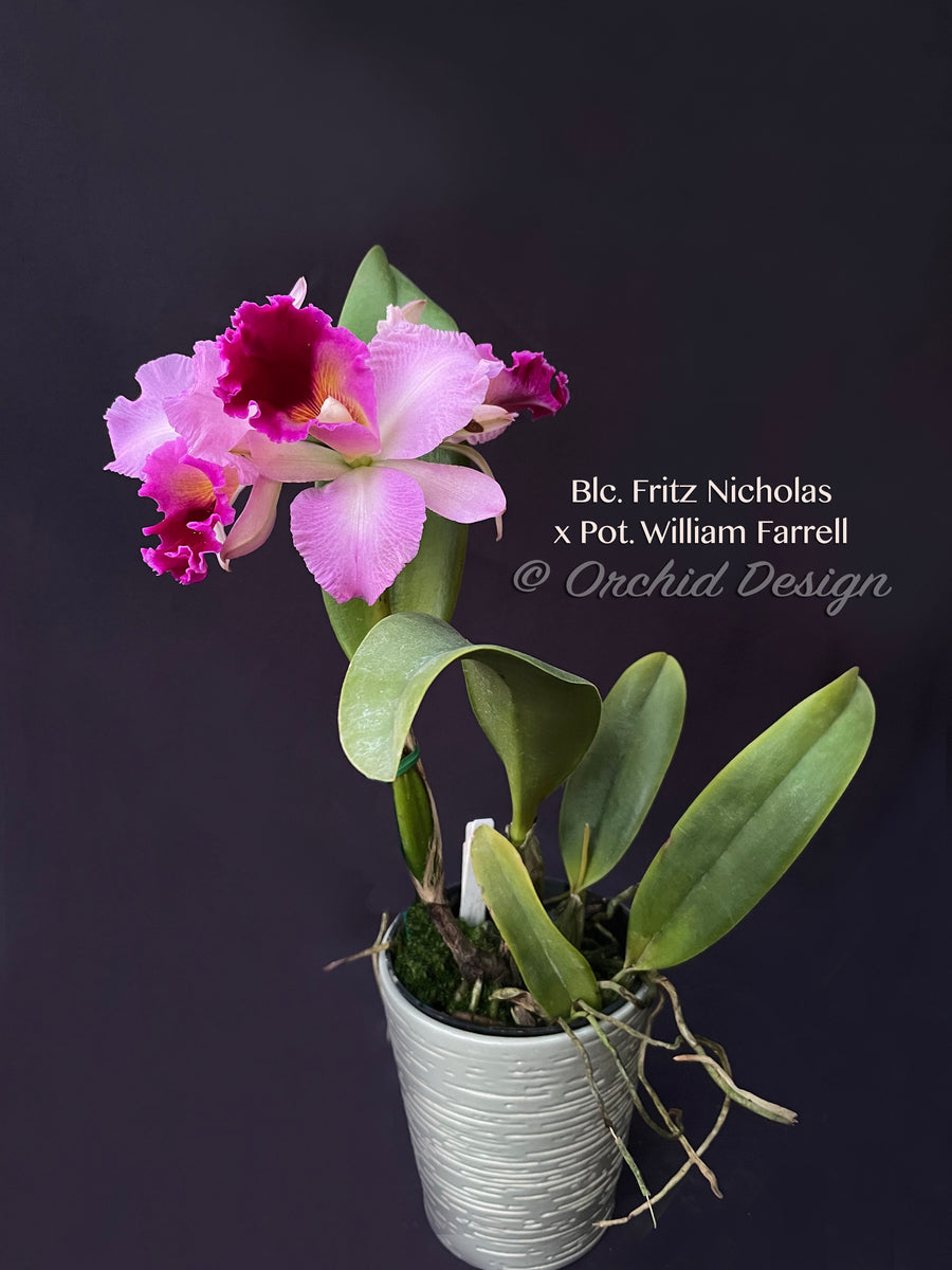 Cattleya Blc. Fritz Nicholas x Pot. William Farrell – FRAGRANT