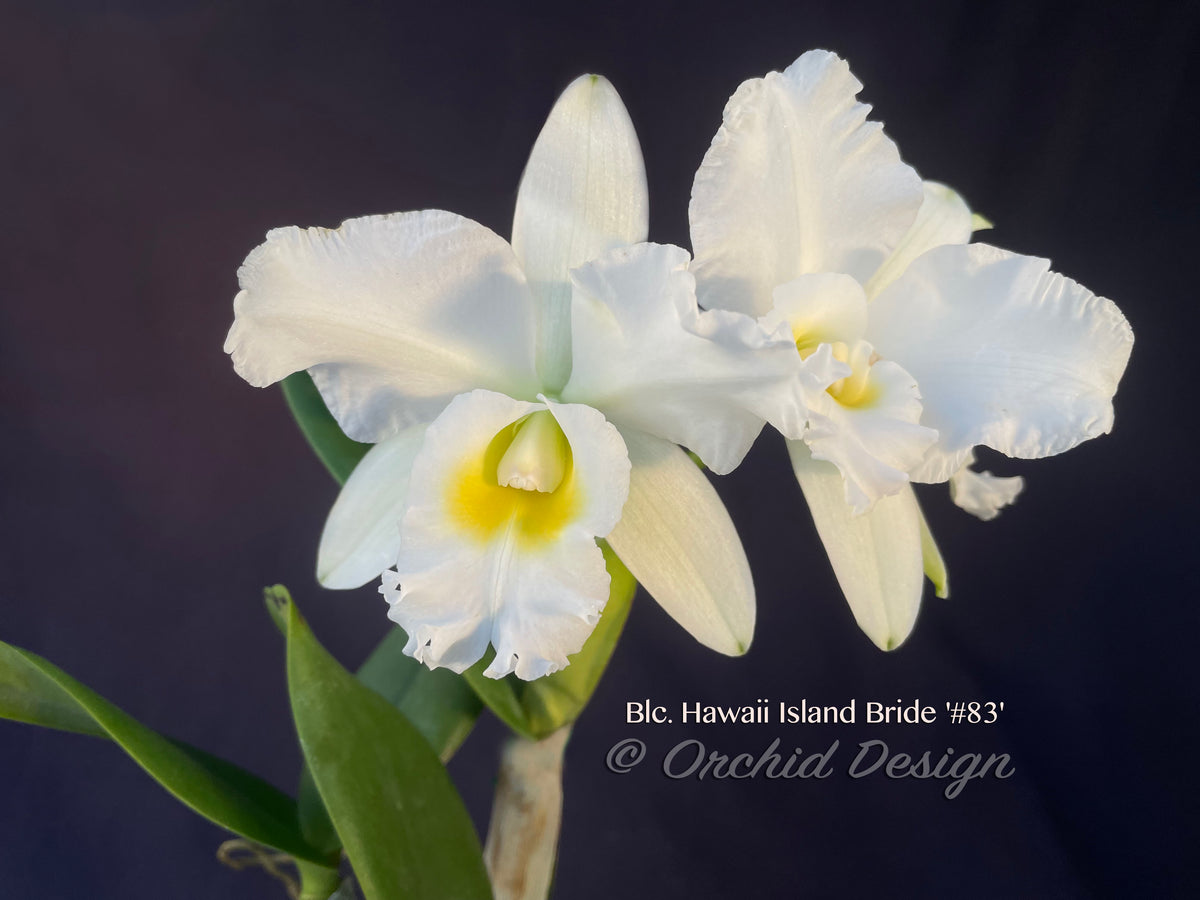 Blc. Hawaii Island Bride '#83' Fragrant, White – Orchid Design