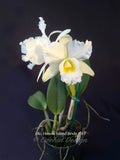 Blc. Hawaii Island Bride '#83' Fragrant, White