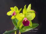 Cattleya Rlc. Yen Surprise 'Seiko' Fragrant!