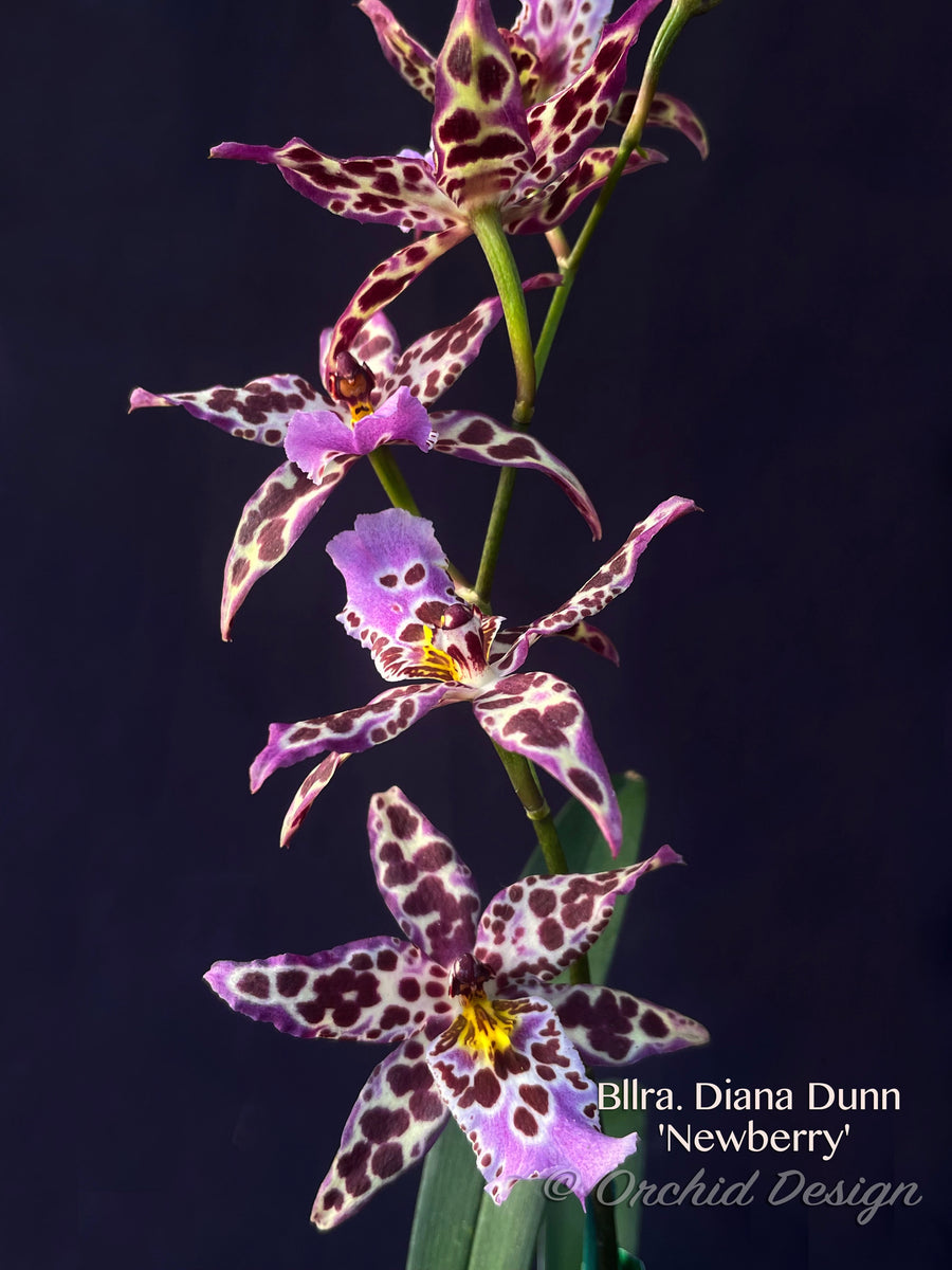 Beallara Diana Dunn 'Newberry' Orchid Design