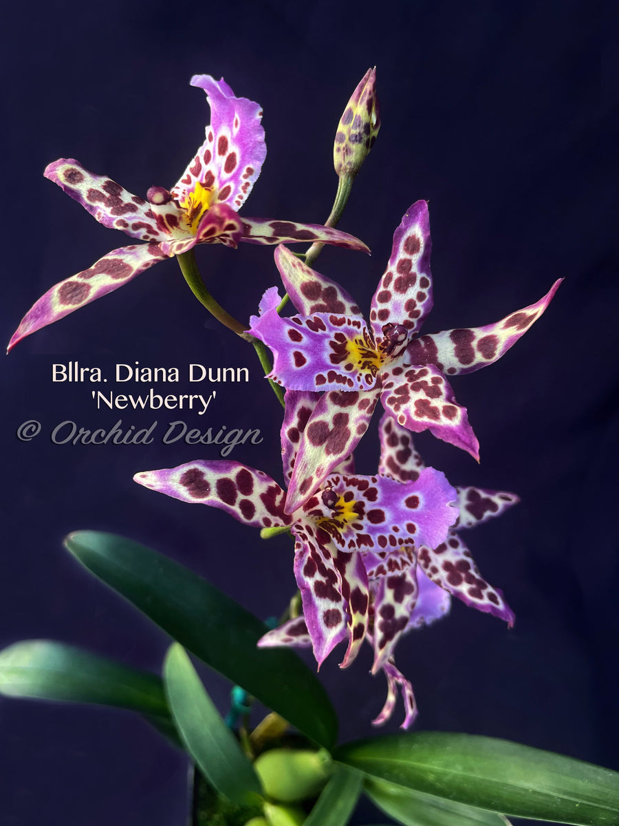 Beallara Diana Dunn 'Newberry' – Orchid Design