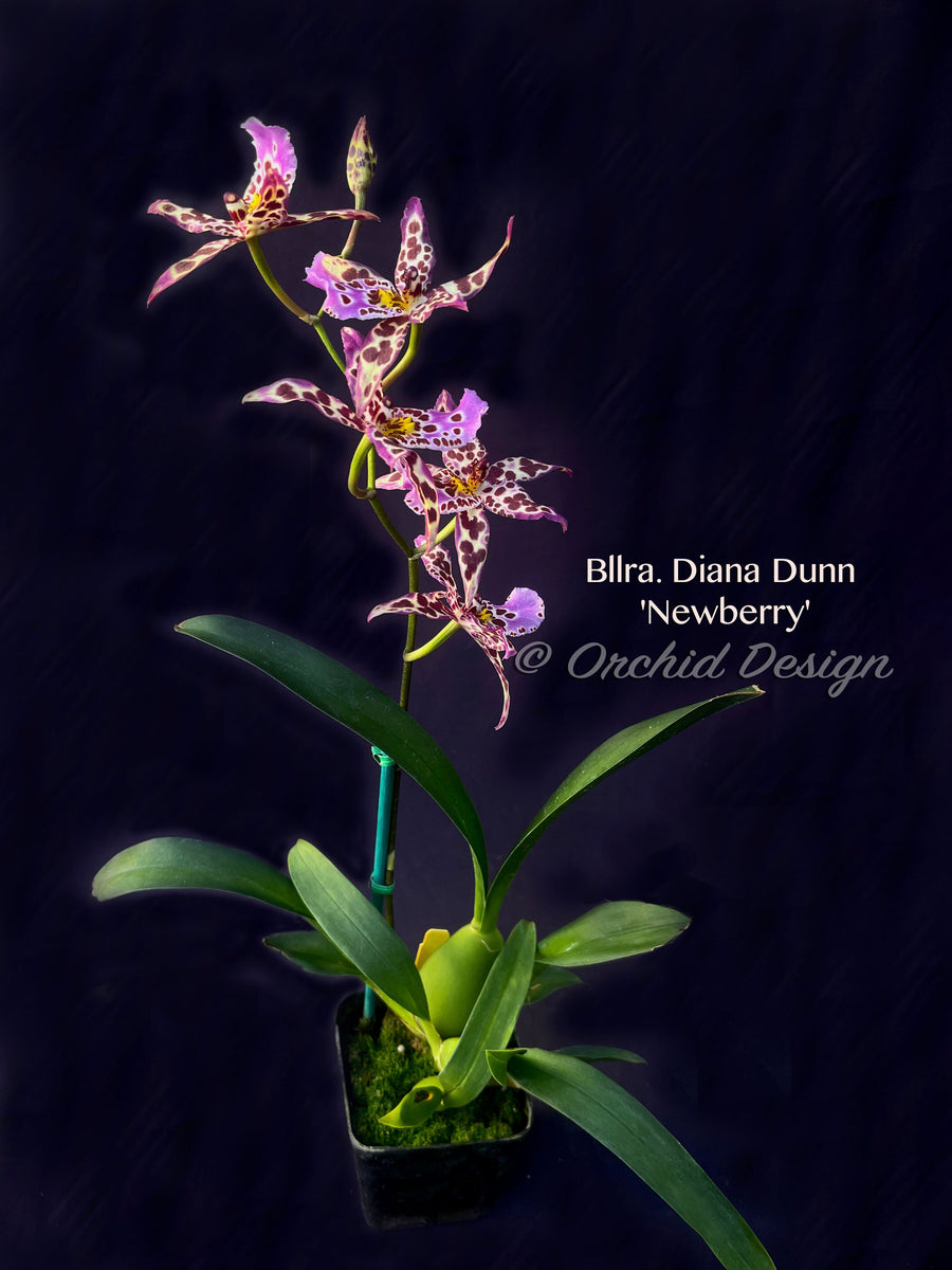 Beallara Diana Dunn 'Newberry' – Orchid Design