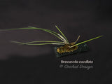 Brassavola cucullata – Large blooming size, Species, Fragrant! - Orchid Design