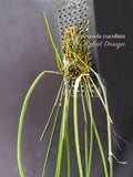 Brassavola cucullata – Large blooming size, Species, Fragrant! - Orchid Design
