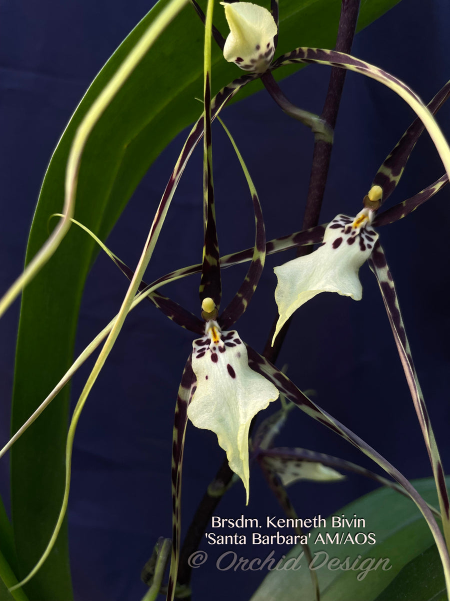 Brassidium Kenneth Bivin 'Santa Barbara' AM/AOS in spike – Orchid