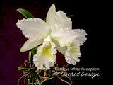 Cattleya White Reception