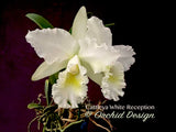 Cattleya White Reception – Fragrant!