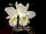Cattleya White Reception – Fragrant!