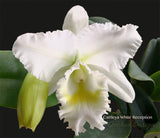 Cattleya White Reception – Fragrant!