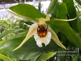Coelogyne lawrenceana – Rare, Fragrant!