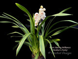 Cymbidium Barrita Brilliance 'Mother's Purity', floriferous, fragrant