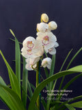 Cymbidium Barrita Brilliance 'Mother's Purity', floriferous, fragrant