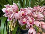 Cymbidium Barrita Flight '4' Very cute & Floriferous!