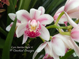Cymbidium Barrita Flight '4' Very cute & Floriferous!