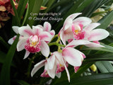 Cymbidium Barrita Flight '4' Very cute & Floriferous!