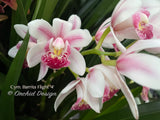 Cymbidium Barrita Flight '4' Very cute & Floriferous!
