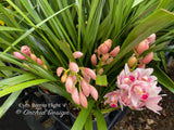 Cymbidium Barrita Flight '4' Very cute & Floriferous!