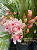 Cymbidium Barrita Flight '4' Very cute & Floriferous!