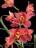 Cymbidium Barrita Inflamed '30 Late'