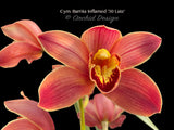Cymbidium Barrita Inflamed '30 Late'
