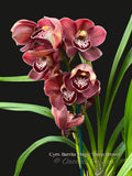 Cymbidium Barrita Magic 'Deep Brown'