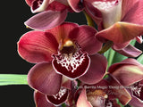 Cymbidium Barrita Magic 'Deep Brown'