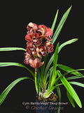 Cymbidium Barrita Magic 'Deep Brown'