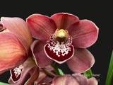 Cymbidium Barrita Magic 'Deep Brown'