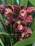 Cymbidium Barrita Magic 'Flame' – Red Floriferous