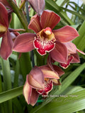 Cymbidium Barrita Magic 'Flame' – Red Floriferous