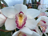 Cymbidium Barrita Peace ‘Early Winter' White with red spotted lip