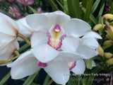 Cymbidium Barrita Peace ‘Early Winter' White with red spotted lip