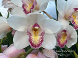 Cymbidium Barrita Peace ‘Early Winter' White with red spotted lip