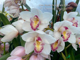 Cymbidium Barrita Peace ‘Early Winter' White with red spotted lip