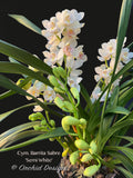 Cymbidium Barrita Sabre 'Semi White' Cute, Floriferous!