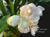Cymbidium Barrita Sabre 'Semi White' Cute, Floriferous!