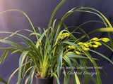 Cymbidium Barrita Sabre 'Semi White' Cute, Floriferous!