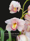 Cymbidium Barrita Sanguine 'Pale Pink' watercolor