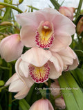 Cymbidium Barrita Sanguine 'Pale Pink' watercolor