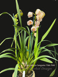 Cymbidium Barrita Sanguine 'Pale Pink' watercolor