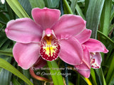 Cymbidium Barrita Sanguine ‘Pink Joy’