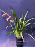 Cymbidium Barrita Sanguine ‘Pink Joy’