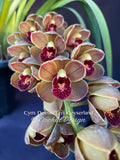 Cymbidium Doctor Len 'Geyserland' – Pendulous, prolific bloomer!